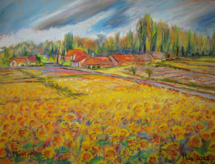 Champs de tournesols